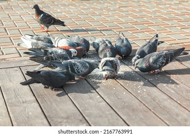 Pigeons eating on a street . Urban birds on the pavement