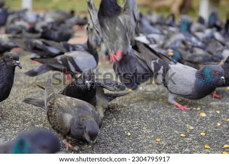pigeons are eating pellets,pigeons are eating the food pellets