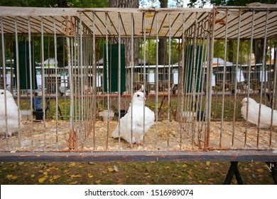 pet pigeon cage