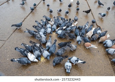 pigeons are feeding with millet seeds in the background feeding birds in an urban environment moment of interaction between humans and wildlife kindness and coexistence eco-friendly bird - Powered by Shutterstock - Get 15% off with code: PIKWIZARD15