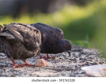 Pigeons feeding outdoor. Selective focus.