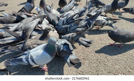 Pigeons fight for food crumbs.Pigeons eat outside. 