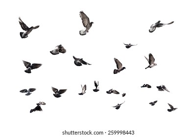 flying pigeon images stock photos vectors shutterstock https www shutterstock com image photo pigeons flying many birds isolated on 259998443