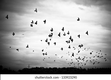 Pigeons flying in the sky in groups, black&white