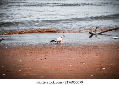 Pigeons Foraging For Food By The Sea