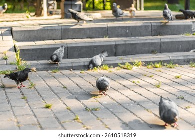Pigeons interact and search for food on city steps. The birds are spread across the area, pecking at the ground while some rest on the steps, creating a lively urban wildlife scene.
