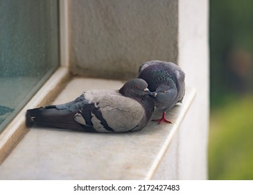 Pigeons Kissing While Standing On Sill. Two Pigeon Love Kiss. Cute Couple Of Beautiful Rock Dove Mating. Animals In The City.