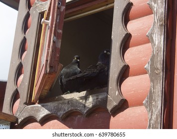pigeons in the loft