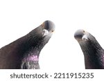 Pigeons are looking at the camera interestingly isolated on white