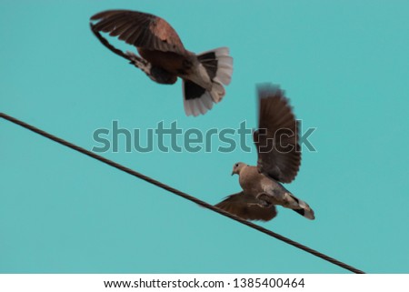 Similar – Barn swallows, young and adult birds