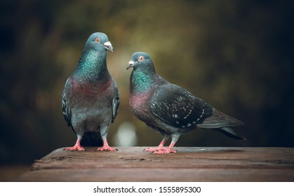 Pigeon Hd Stock Images Shutterstock