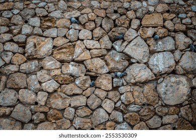 Pigeons nestled among the crevices of a stone wall, finding shelter and rest in the rustic, weathered texture of the structure - Powered by Shutterstock