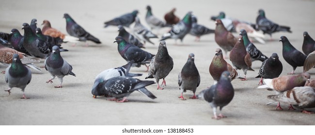 these new york city pigeons