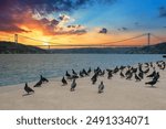 Pigeons on the Bosphorus at sunset and view of the Bosphorus and Fatih Sultan Mehmet Bridge. High Quality Pigeon Photos in The Istanbul City.