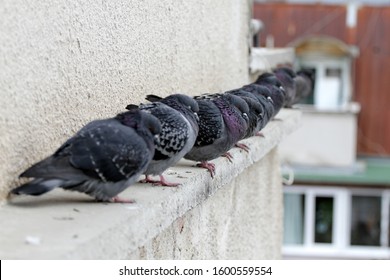 stool pigeon
