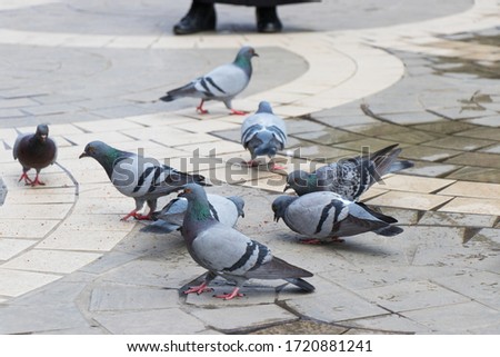 Pigeons on the city street. Urban pigeons on the pavement