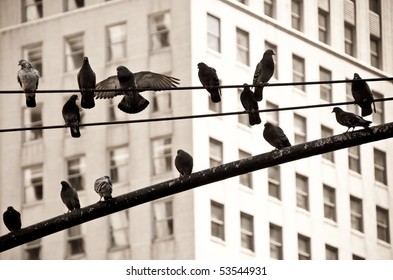 Pigeons on Electric Wire in New York City