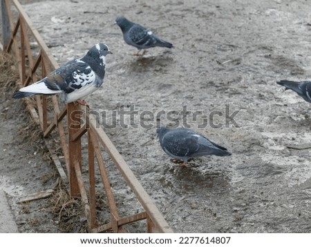 Pigeons on the gray spring ground. Pigeons in search of food on the dirty ground.