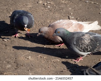 pigeons on the ground eating bread closeup