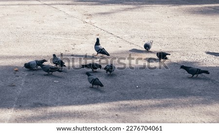 Pigeons on the ground in the park. Selective focus.