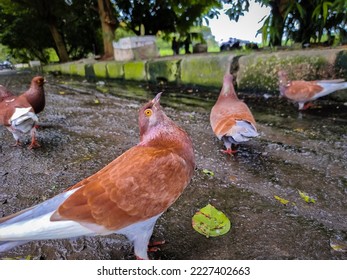Pigeons on a ground or pavement in a city. Pigeons standing. Pigeon concept photo. - Shutterstock ID 2227402663