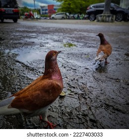 Pigeons on a ground or pavement in a city. Pigeons standing. Pigeon concept photo. - Shutterstock ID 2227403033