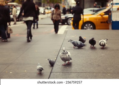 Pigeons on New York street, USA