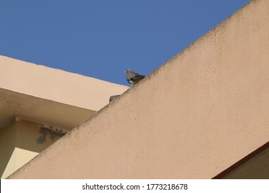 Pigeons On The Parapet Of A Terrace