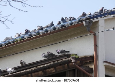 Pigeons On The Roof