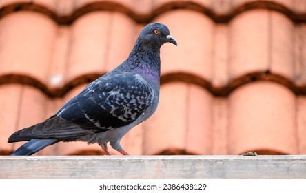 Pigeons on the roof, pigeons are a problem for residents by creating dirt and germs from their droppings. copy space