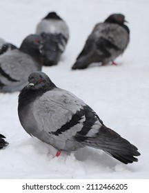 2,134 Pigeon frozen Images, Stock Photos & Vectors | Shutterstock