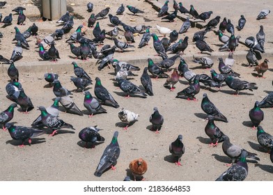 a lot of pigeons on the square