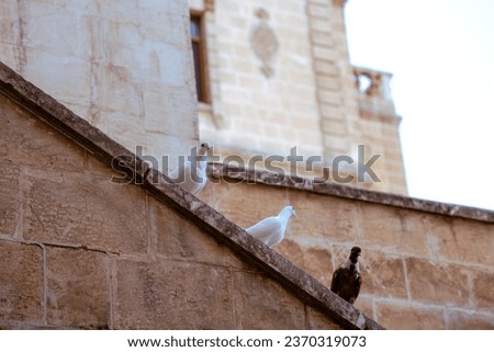 pigeons on the walls of the old stone mansion