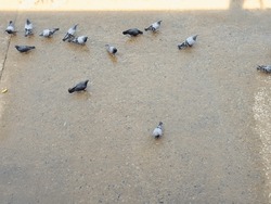 The Pigeons On The Wet Floor