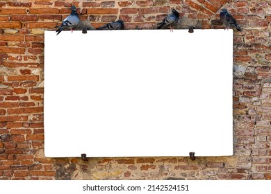 Pigeons On A White Poster With Copy Space At The Old Red Brick Wall, Mockup, Template