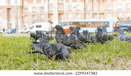 Pigeons pecking at food on the grass, on the street, close-up, selective focus. Gray pigeons in close-up, pecking grains from the ground. Pigeons eat food in the park, a selective focus.
