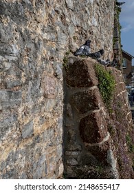 Pigeons Perched On Old Church Wall In Topsham Devon UK