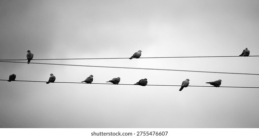 Pigeons perched on two parallel utility wires against an overcast sky. 