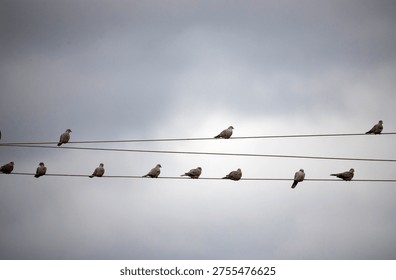 Pigeons perched on two parallel utility wires against an overcast sky. 
