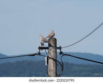 Pigeons Perching On Telephone Land Line Poles In Late Summer