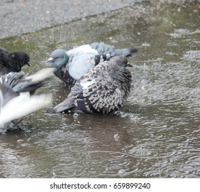 pigeons in puddle in the rain