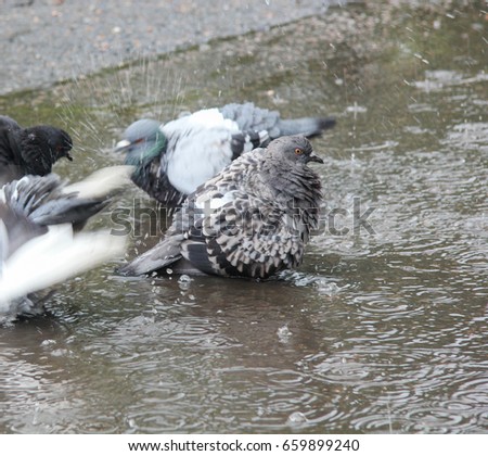 pigeons in puddle in the rain