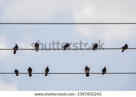 Pigeons rest on wires. Dove birds sitting on a power line