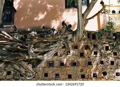 Pigeons Resting In Holes In A Wall And Searching For Food In A Tree At Pigeon Park, Parque De Las Palomas, In Old San Juan, Puerto Rico. OCTOBER CIRCA 2016