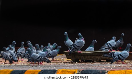 Pigeons at roadside taking food and resting