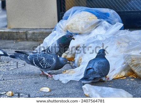 Pigeons rummaging through garbage in a dumpster                  