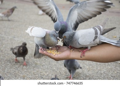 Pigeons are scrambling to eat feed on the hand, another one pigeon spread wings gracefully among a flock of bird, with blur background.