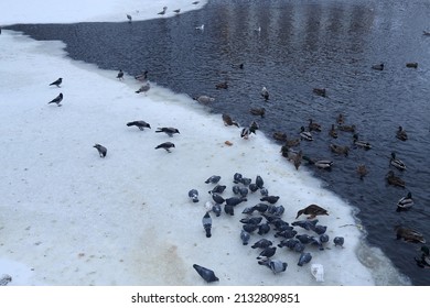Pigeons, seagulls, ducks, crows gathered on the icy shore on the river to eat