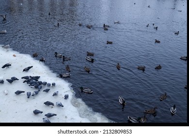 Pigeons, seagulls, ducks, crows gathered on the icy shore on the river to eat