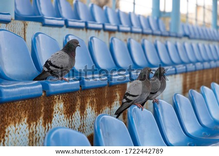 Pigeons sit in the empty stands of the stadium and watch a football match. Empty stands during the caronavirus pandemic. Stock photo © 
